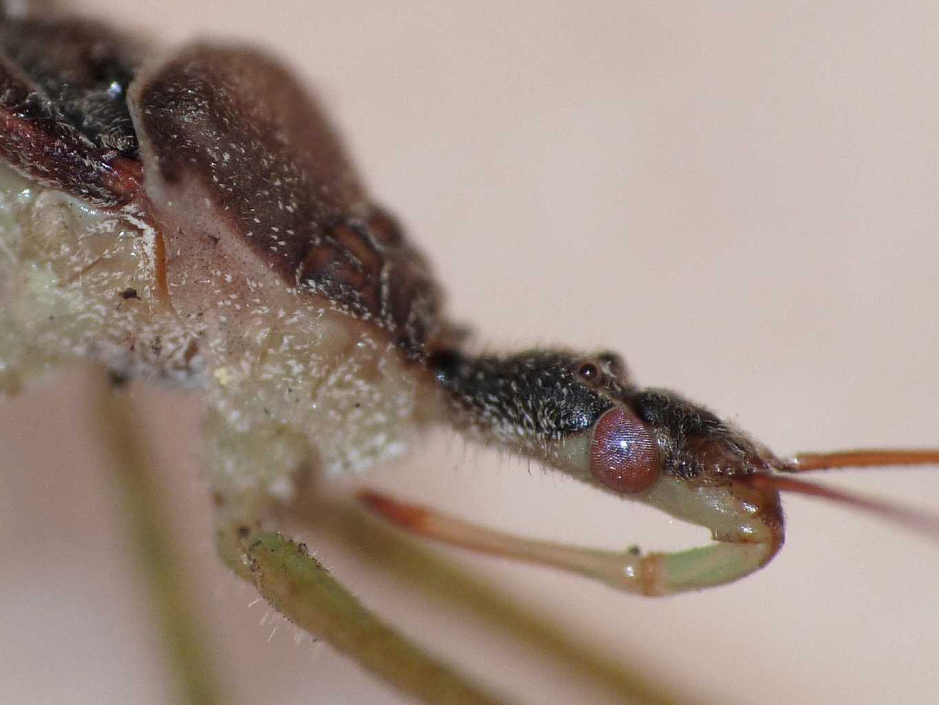 Reduviidae: Zelus renardii da Roma, NUOVO PER L''ITALIA